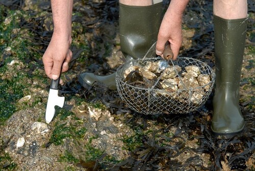 Pêche à pied